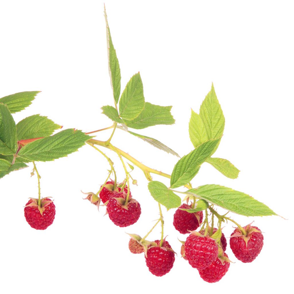 Wildcrafted Red Raspberry Branches