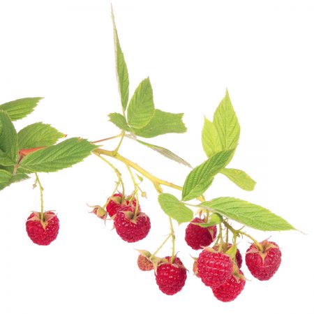 Wildcrafted Red Raspberry Branches