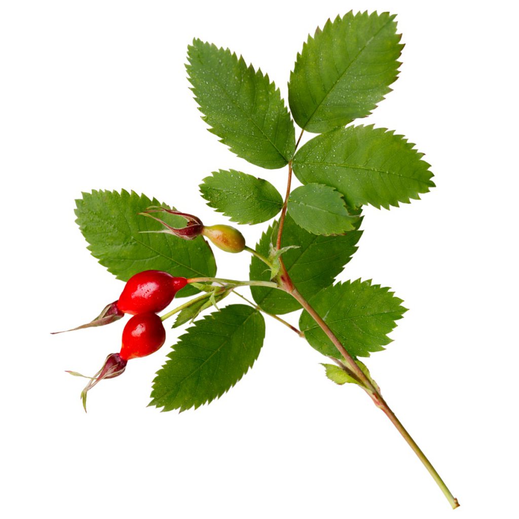Rose Hips, Branches, Wildcrafted