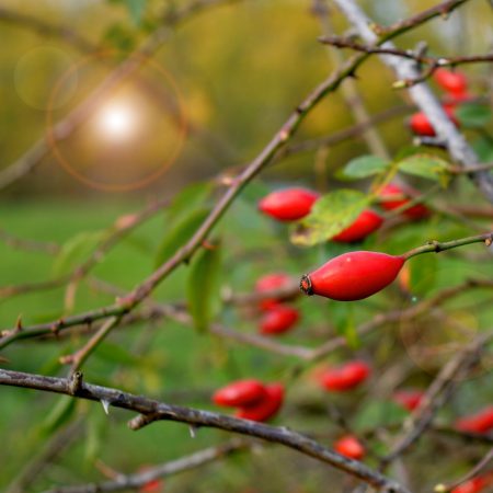 Rose Hips Branches, Wildcrafted