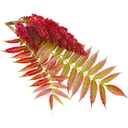 Sumac Branches, Wildcrafted