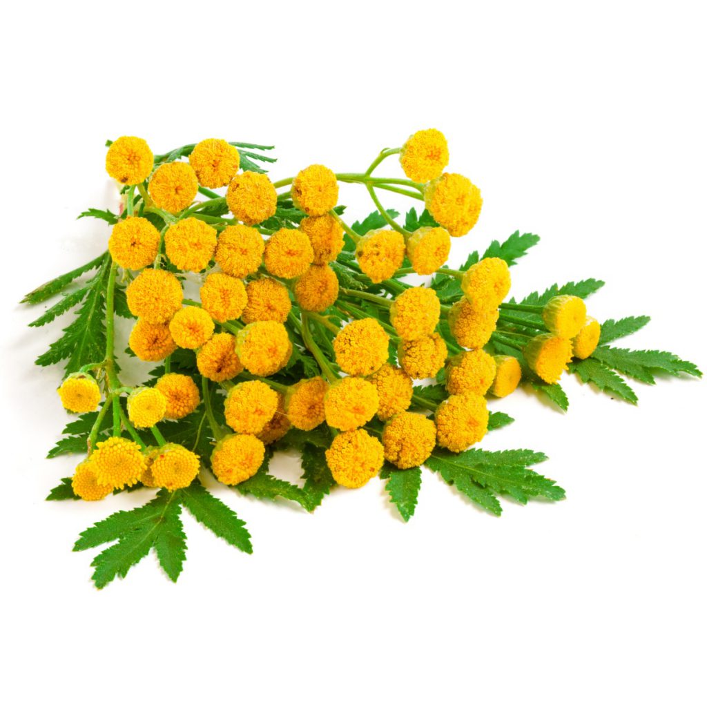 Tansy, Organic *(3)