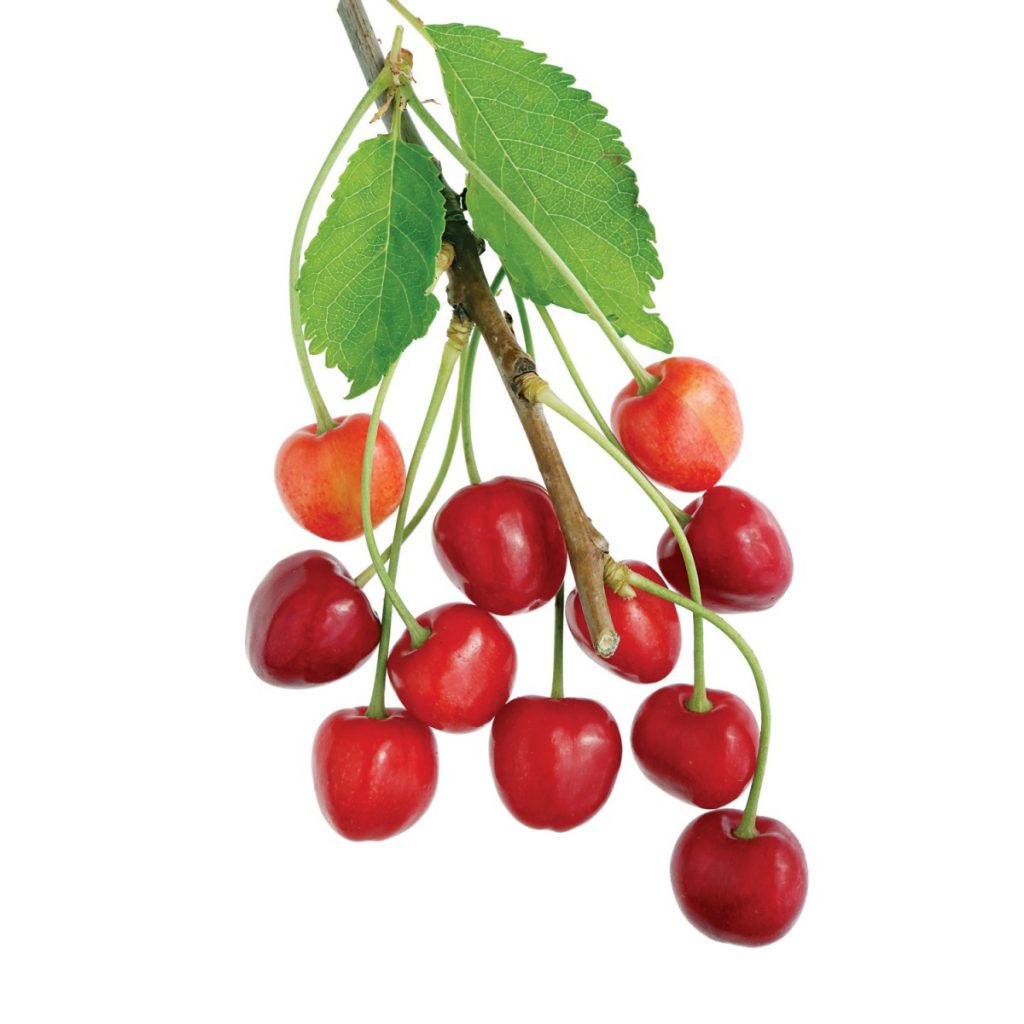 Wild Cherry Branches, Wildcrafted