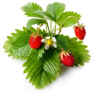 Strawberry, Wild Wildcrafted