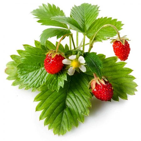 Strawberry, Wild Wildcrafted