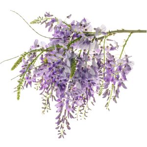 Wisteria Branches, Wildcrafted