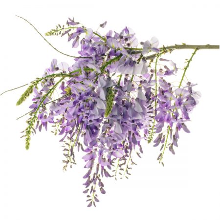 Wisteria Branches, Wildcrafted