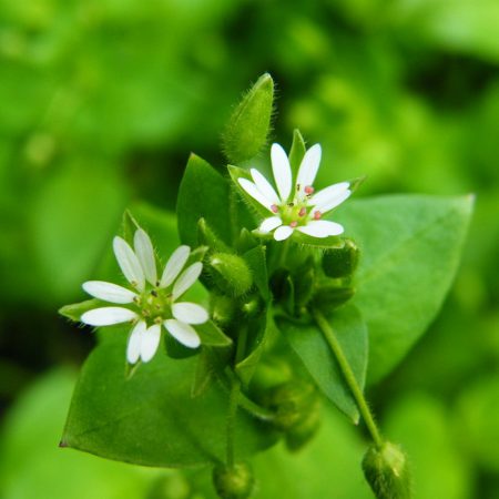 Chickweed Herb, Cut Organic