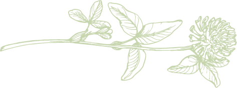herbs