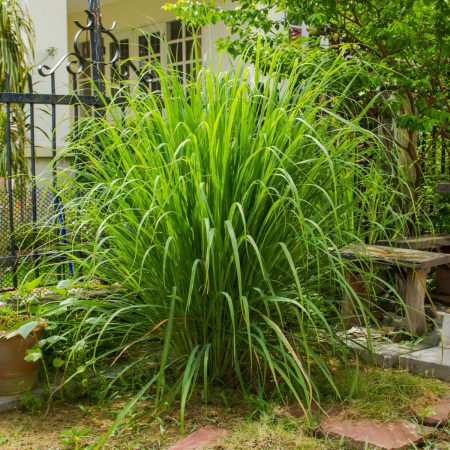 Lemongrass Seeds