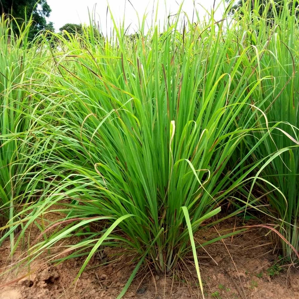 Lemongrass Seeds