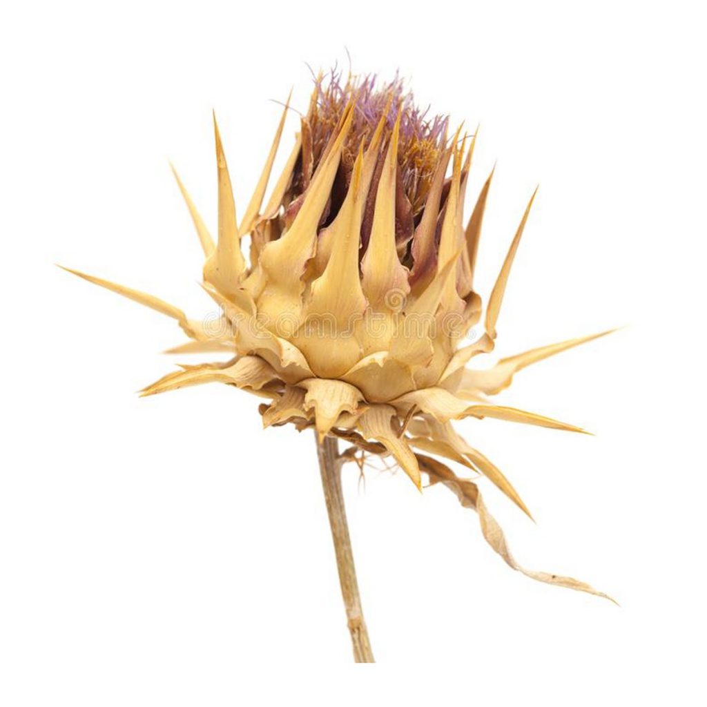 Artichoke Flowers (Assorted Colors), Bunch