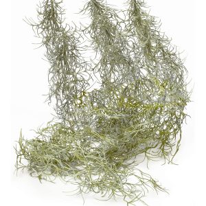 Spanish Moss (Silver & Grey), Whole, Bunch