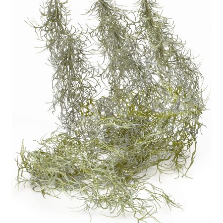 Spanish Moss (Silver & Grey), Whole, Bunch