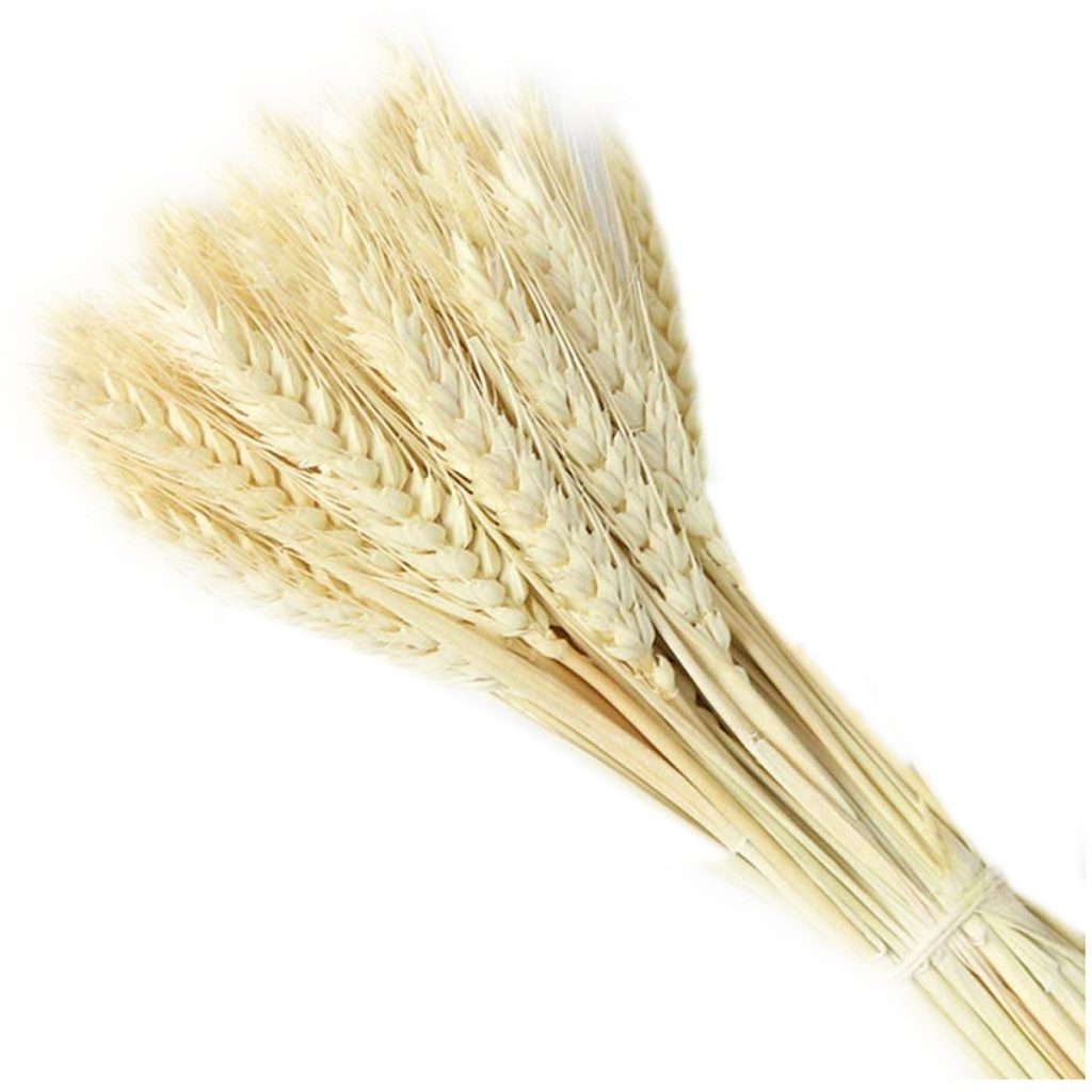 Wheat (Bleached), Bunch