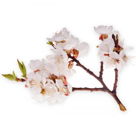 Apple Blossom Incense Sticks