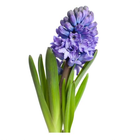 Hyacinth Incense Sticks