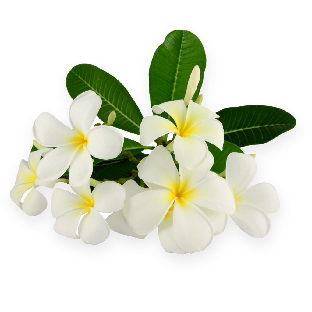 Jasmine, Egyptian Incense Sticks