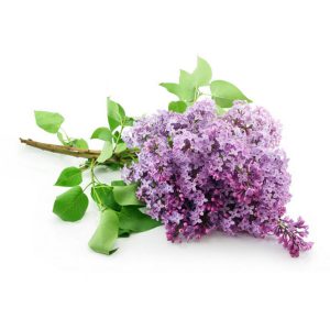 Lilac Incense Sticks