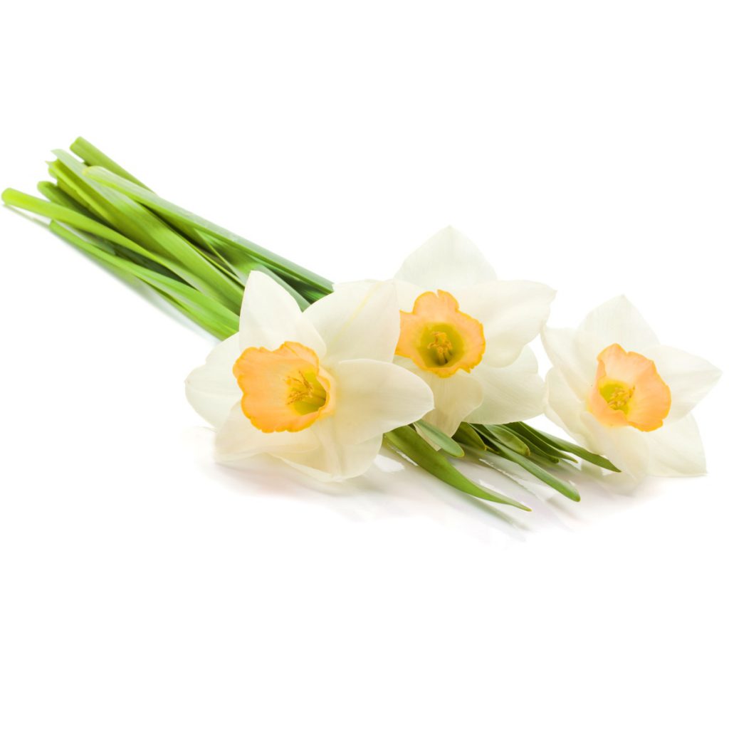 Narcissus Incense Sticks