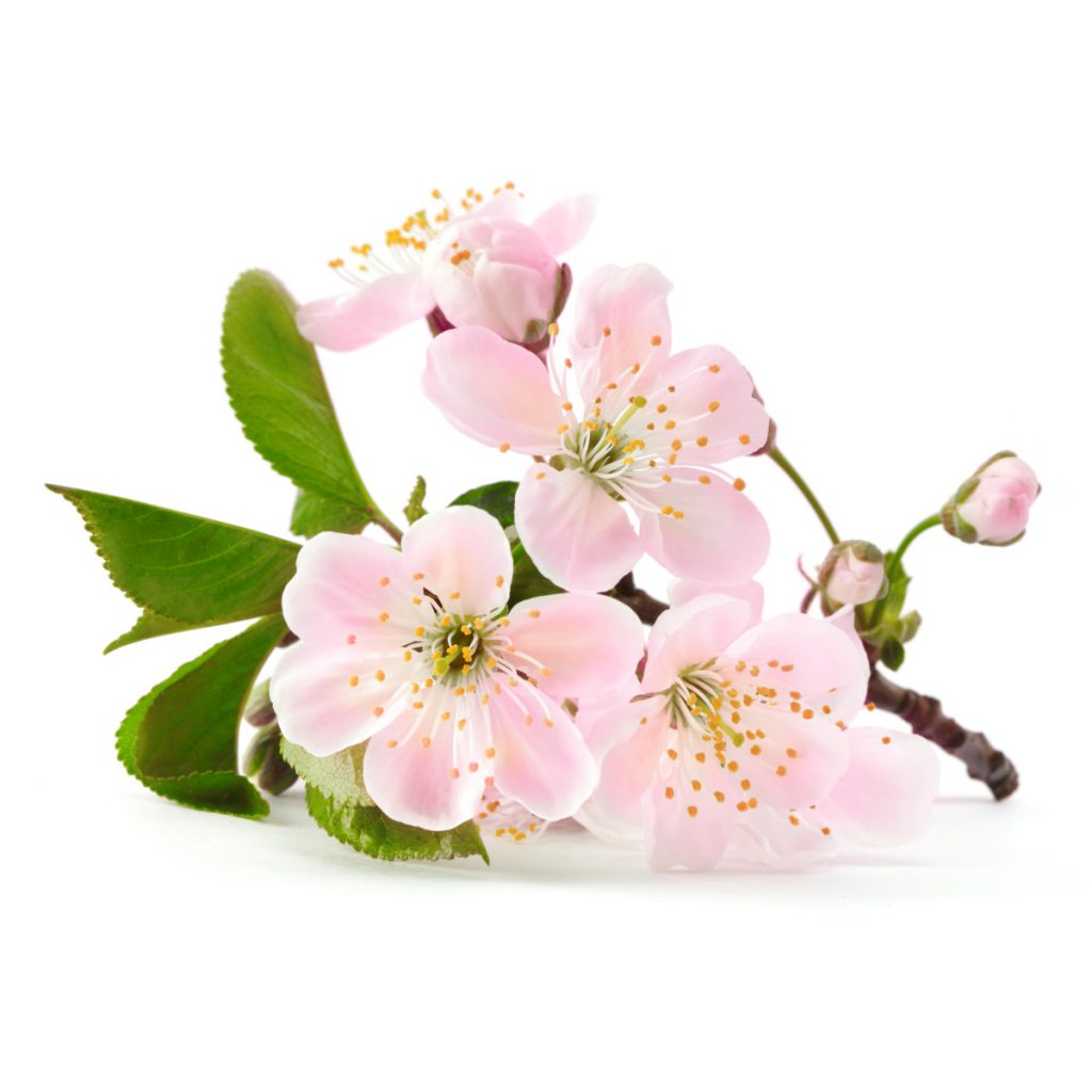 Peach Blossom Incense Sticks