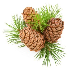 Pine Incense Sticks