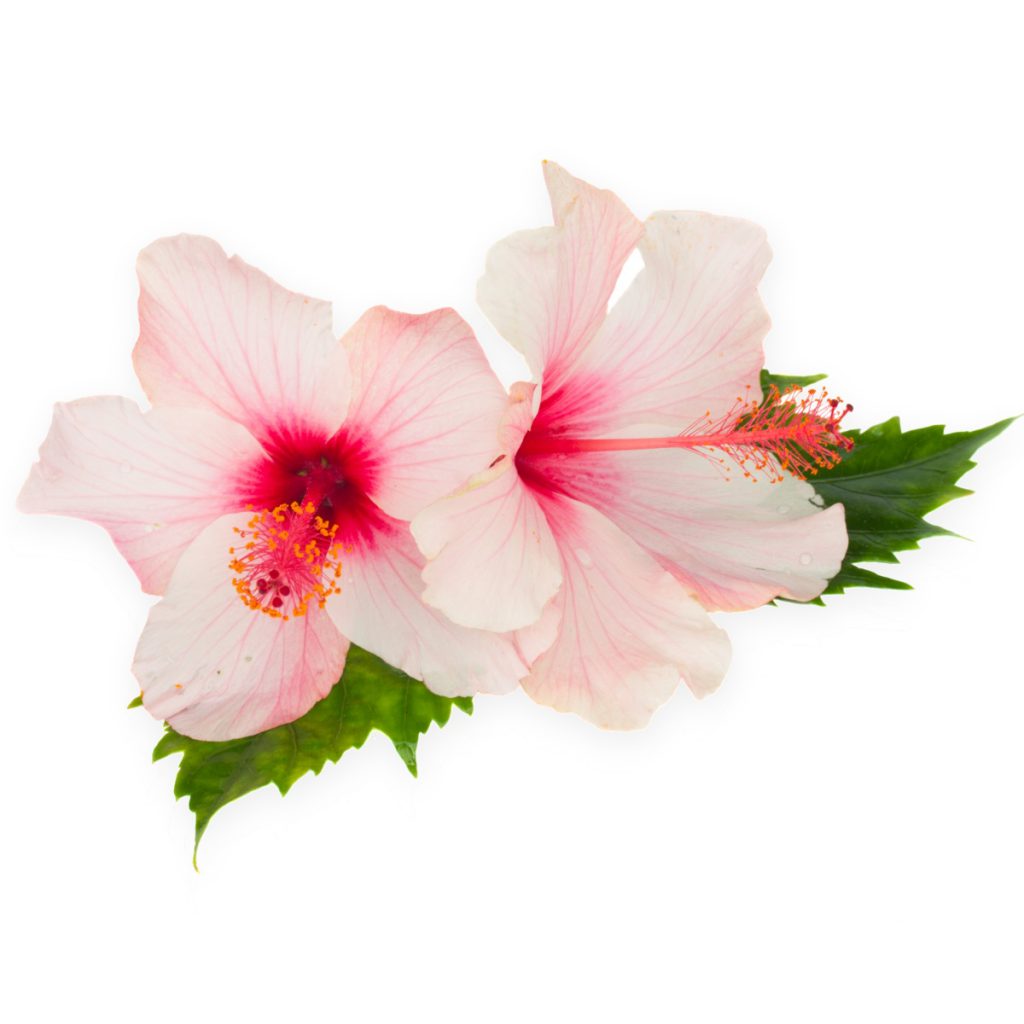 Hibiscus, Sweet Potpourri Refresher Oil