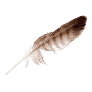 Eagle Feather, Striped