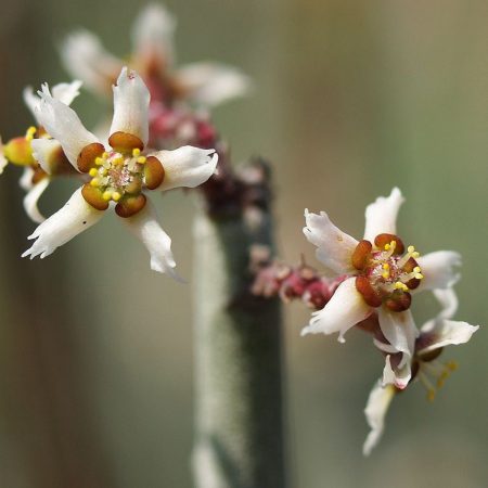 Candelilla Wax Flakes