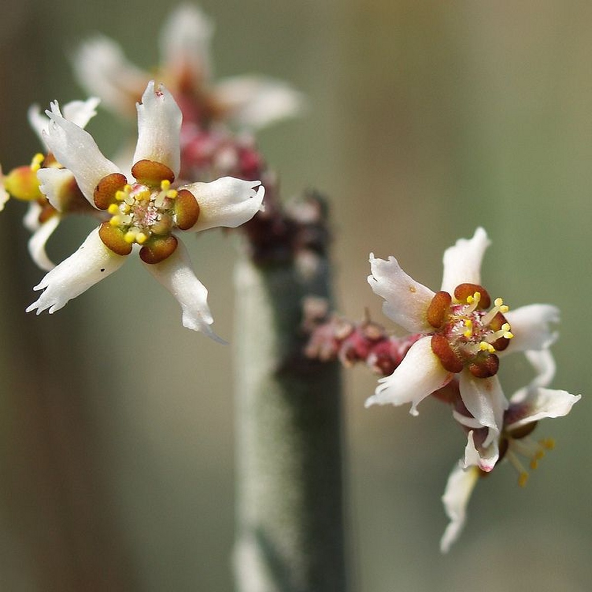 Candelilla Wax Flakes - St. John's Botanicals