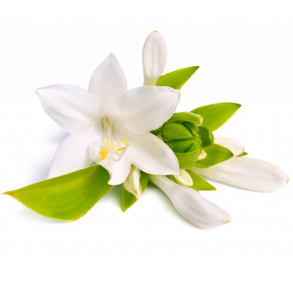 Tuberose Absolute Wax