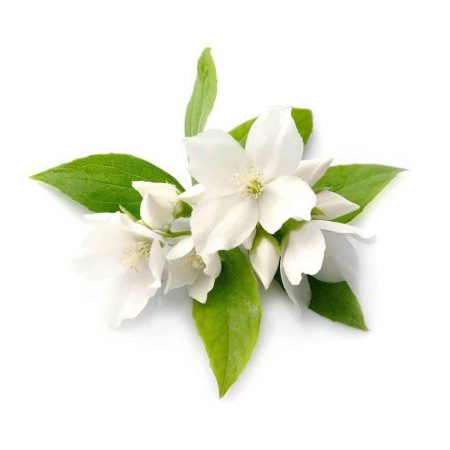 Jasmine Wax