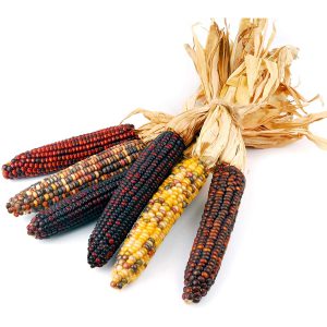 Corn, Native American (Indian) Seeds