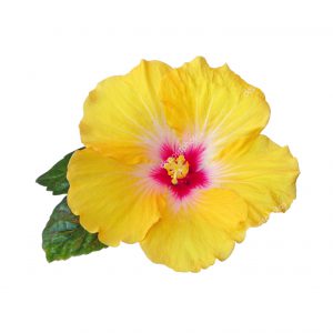 Hawaiian Maui Seasoning for Toppings & Sauces, Ground