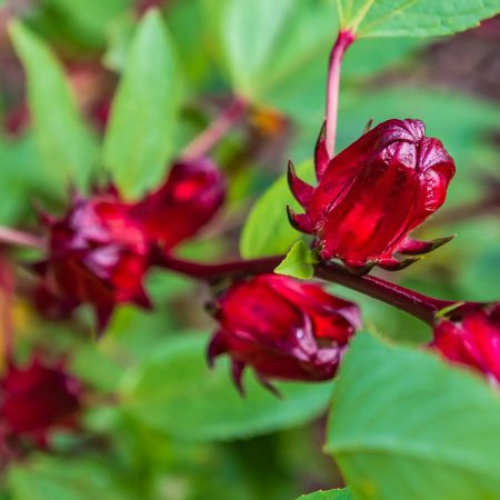 West Indian Sorrel Punch Spices