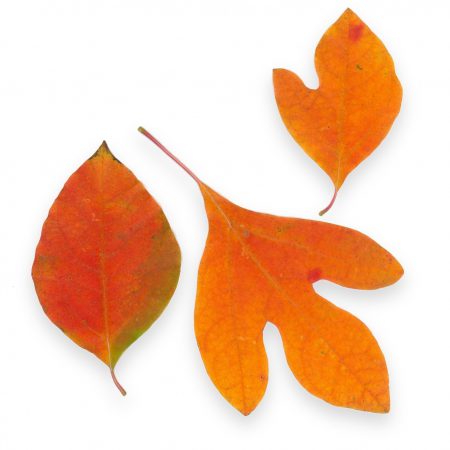 Sassafras Food Flavoring