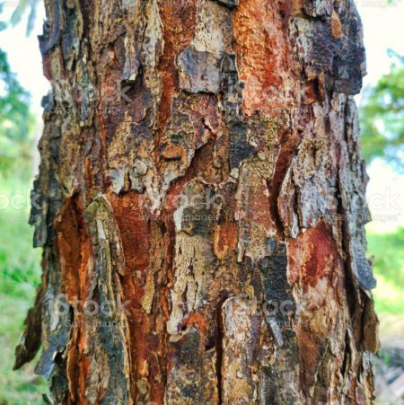 Tamarind Sweet Fruit, Whole