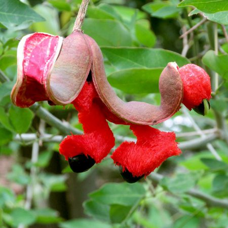 Tamarind Sweet Fruit, Whole