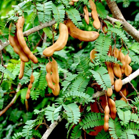 Tamarind Sweet Fruit, Whole