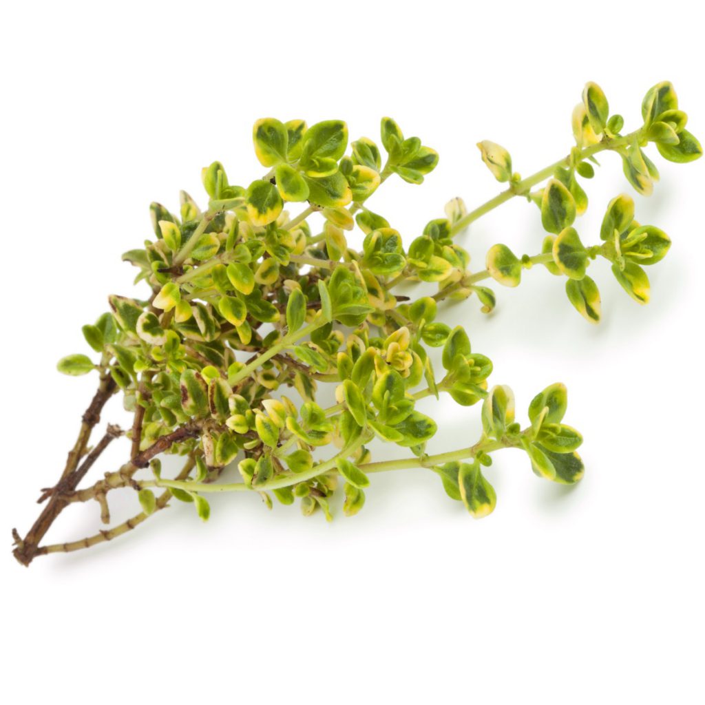 Lemon Thyme, Cut, Organic