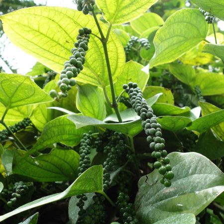 Peppercorns, Tellicherry Whole