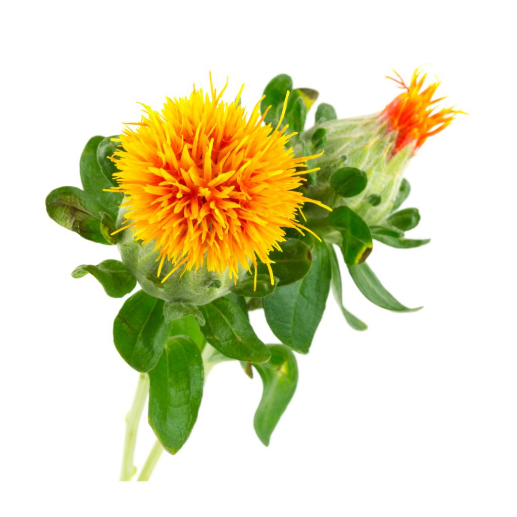 Safflower Oil, 4 oz