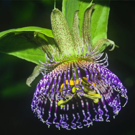 Passion Fruit Black Tea