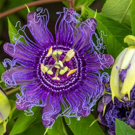 Passion Fruit Black Tea