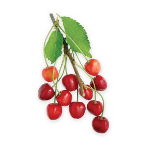 Wild Cherry Black Tea, Caffeine Free