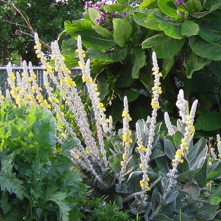 Mullein, Silver Seeds