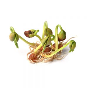 Seeds, Heirloom Herbs